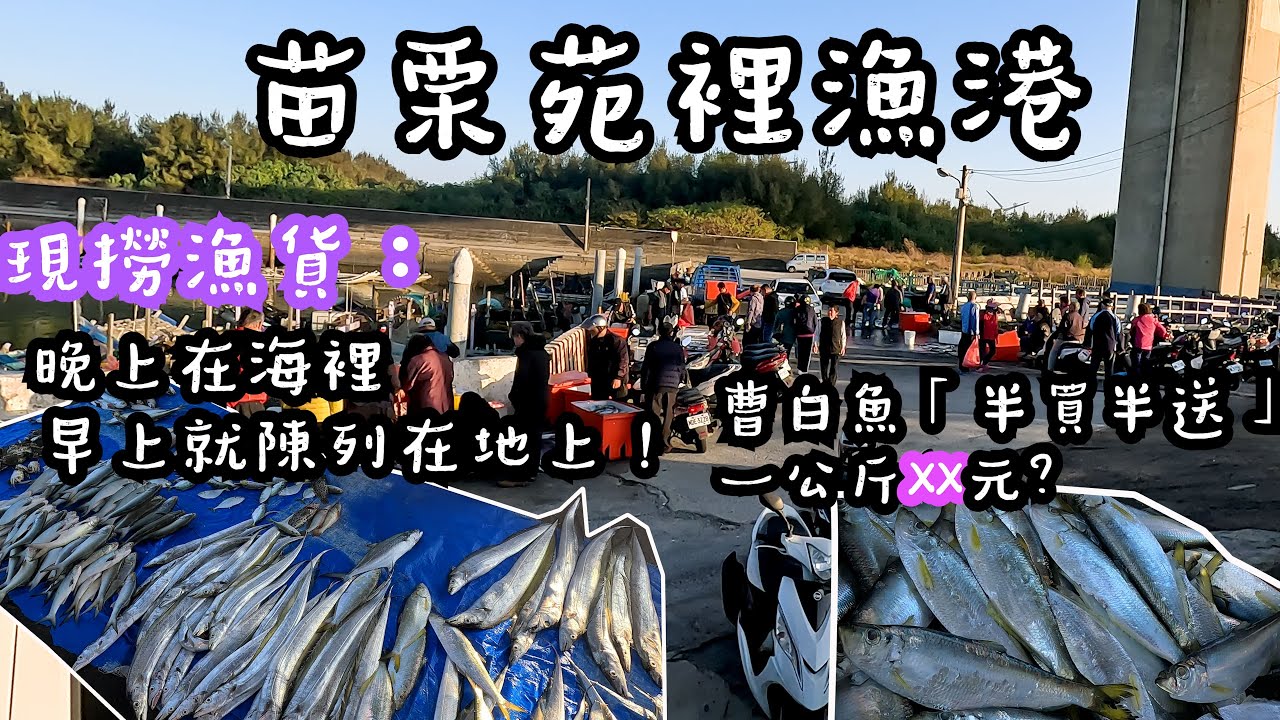 苗栗苑裡漁港買魚時間・體驗在地叫賣！老闆：力魚半買半送，一公斤XX元?!