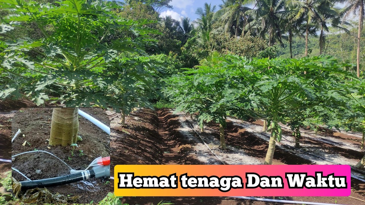 instalasi pengairan Selang irigasi Dikebun pepaya Versi Kami