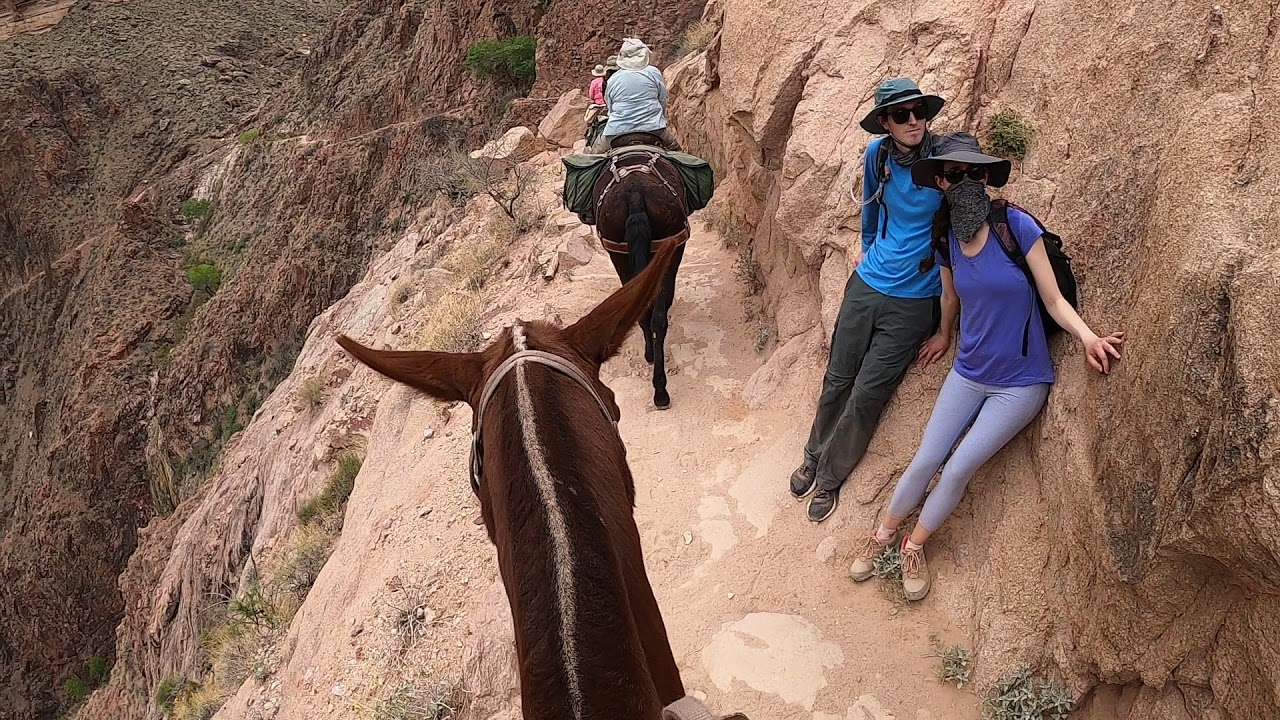 Grand Canyon Mule Rides