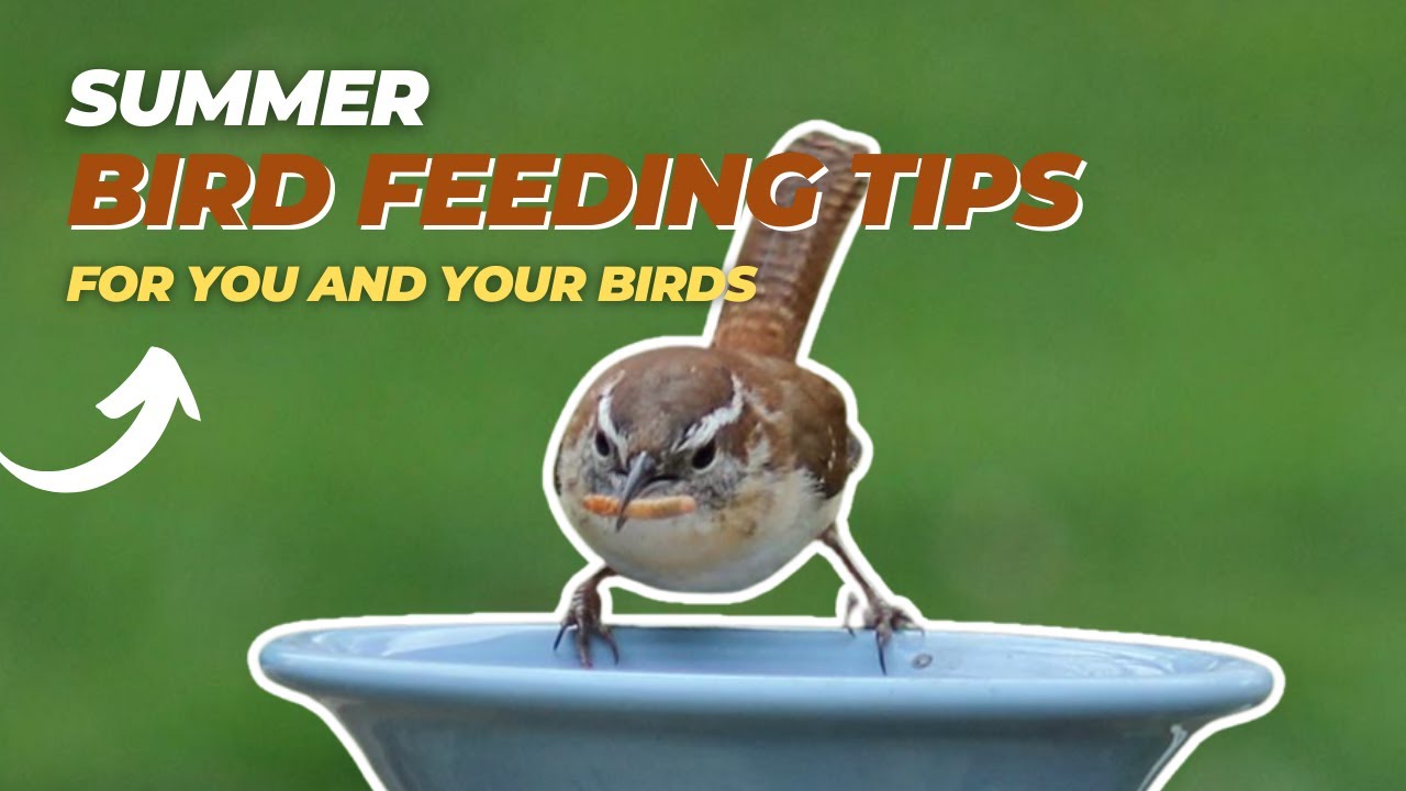 Top Summer Bird Feeding Tips
