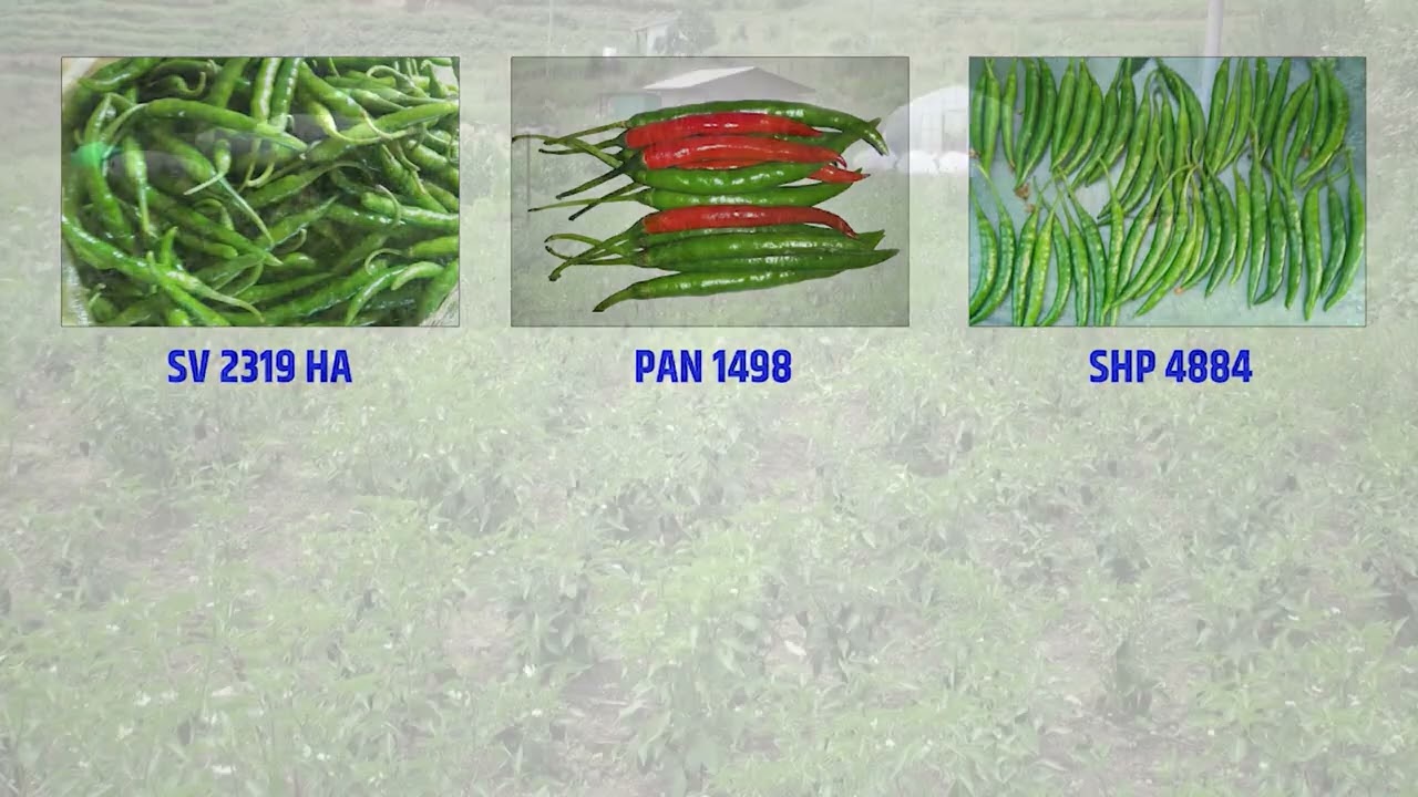 1  Chili Background Full HD