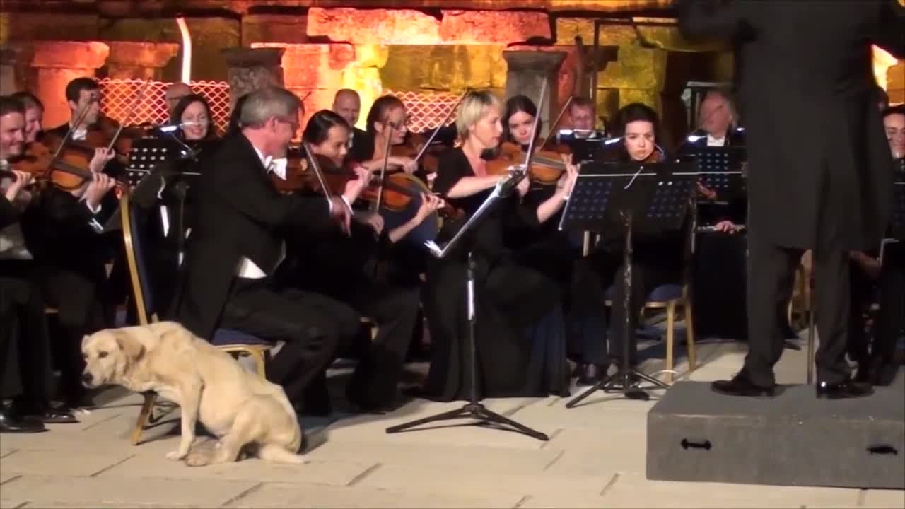 Video: Dog crashes orchestra performance in 