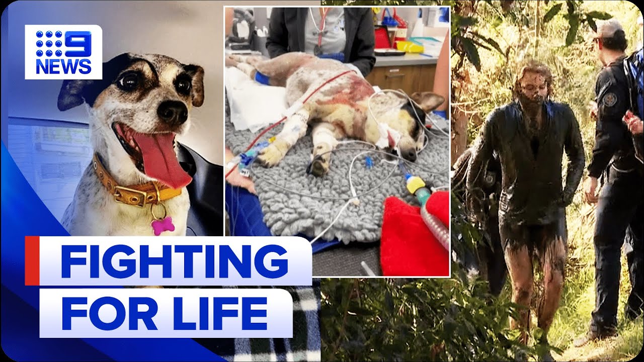 Hunt for owner of vicious dog attack continues | 9 News Australia