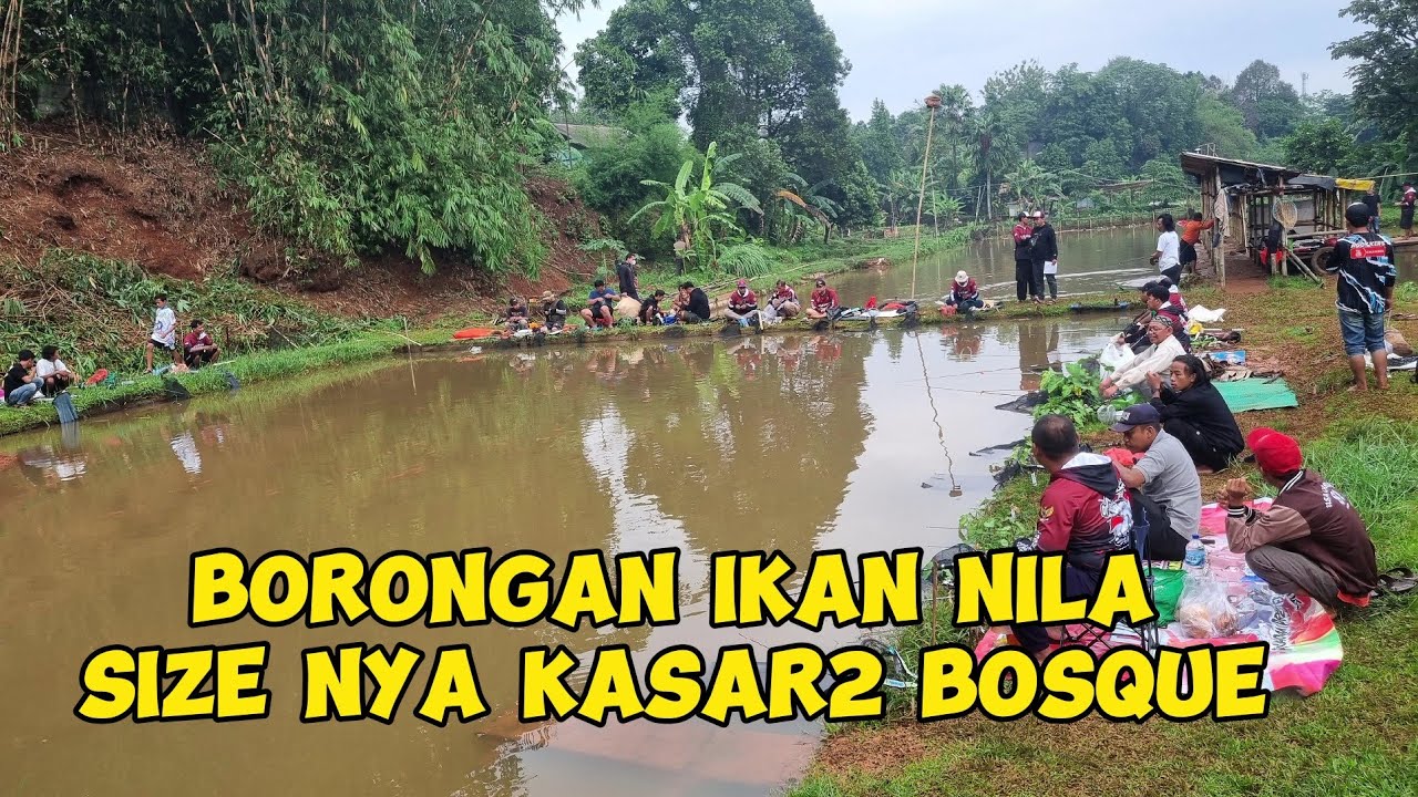 BORONGAN IKAN NILA 3 KUINTAL,,HASIL NYA SAMPE DIGOTONG ‼️ MANCING BORONGAN NILA