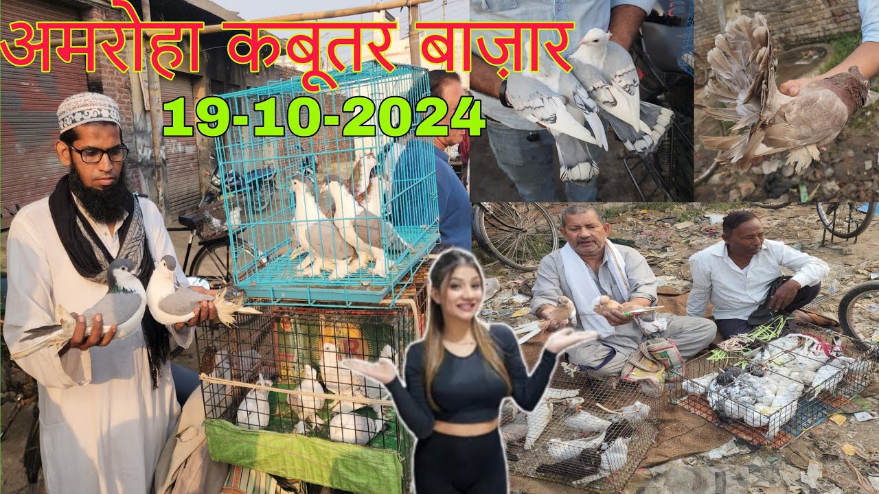 Amroha kabootar market 🕊️19-10-2024. अमरोहा कबूतर बाज़ार। Gola kabootar market. Bird market India.