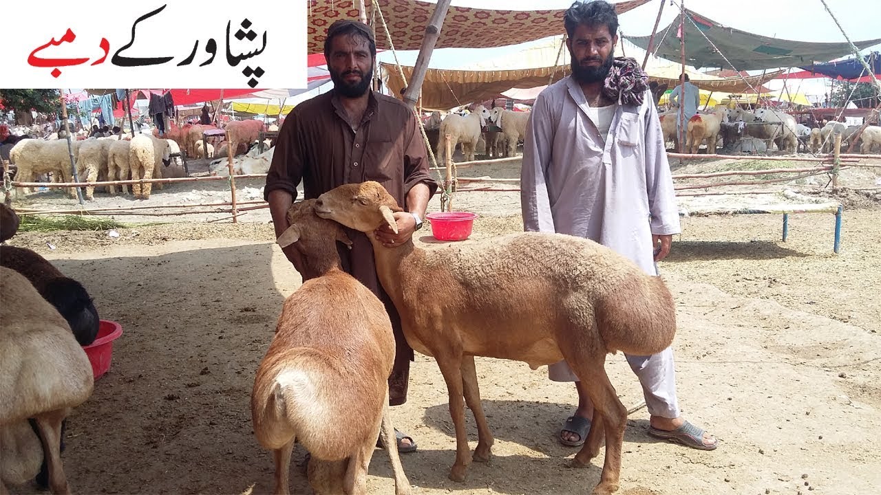Peshawar Kay Dumbay Lahore Bakra Mandi 2018