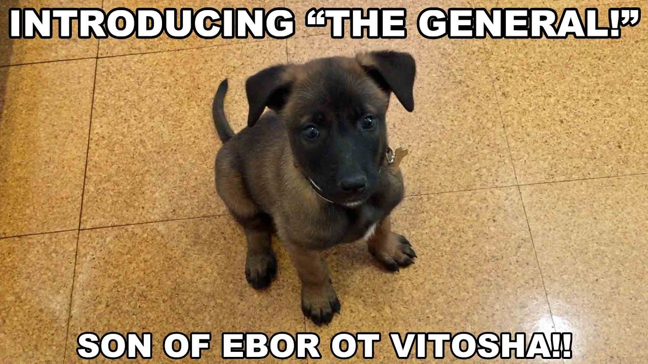 Introducing 