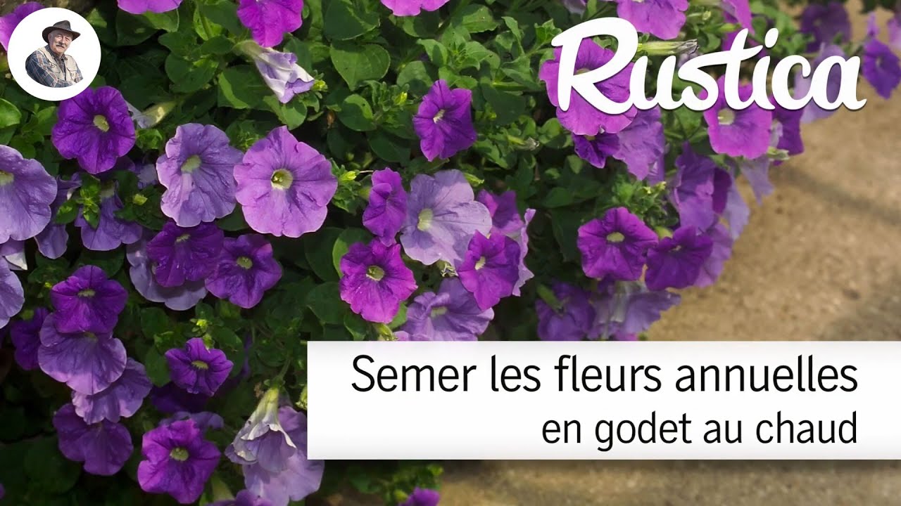 Semer au chaud les premières fleurs annuelles