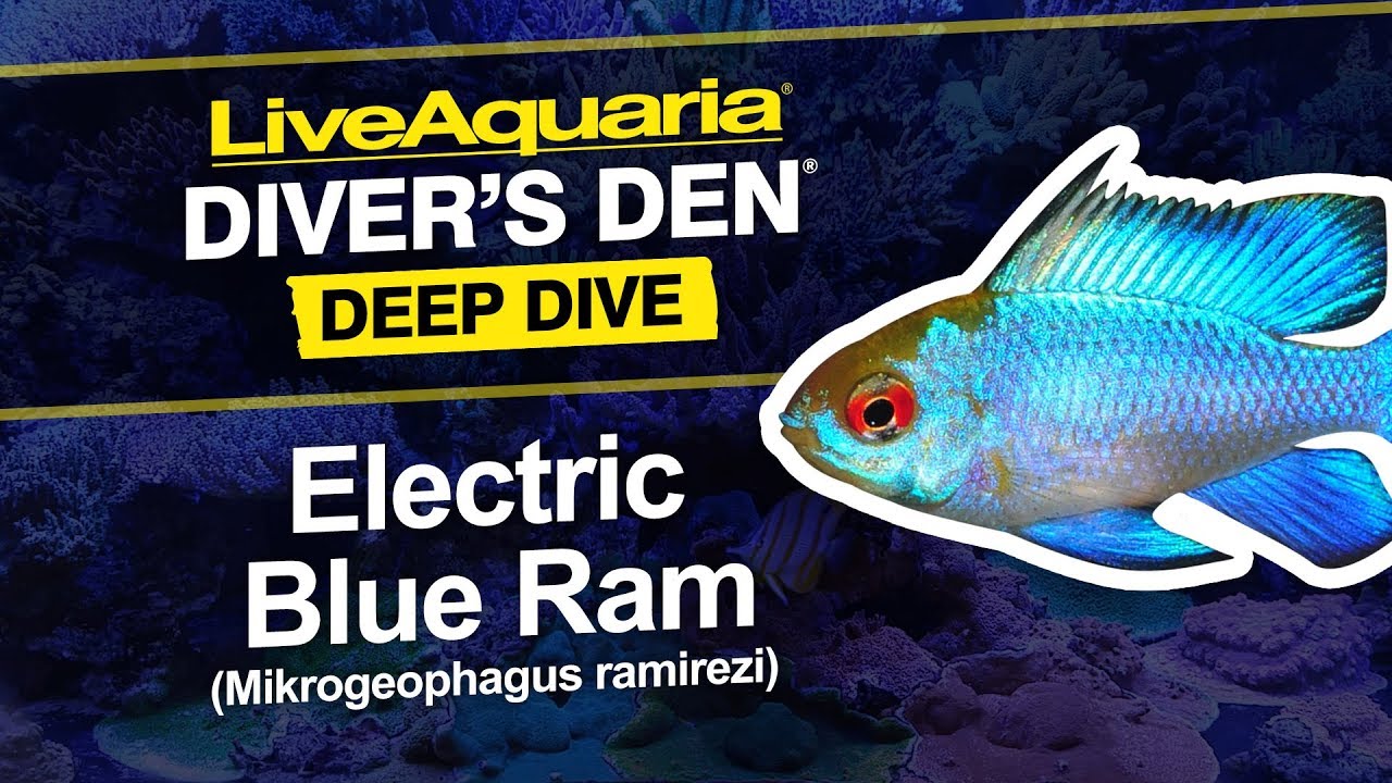 LiveAquaria® Diver’s Den® Deep Dive: Electric Blue Ram (Mikrogeophagus ramirezi)