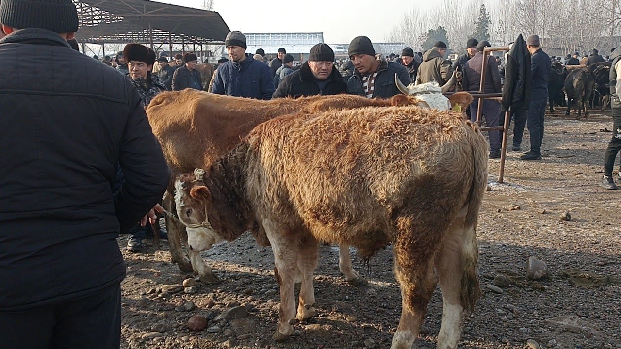 Андижон вилояти баликчи тумани баликчи мол бозоридан