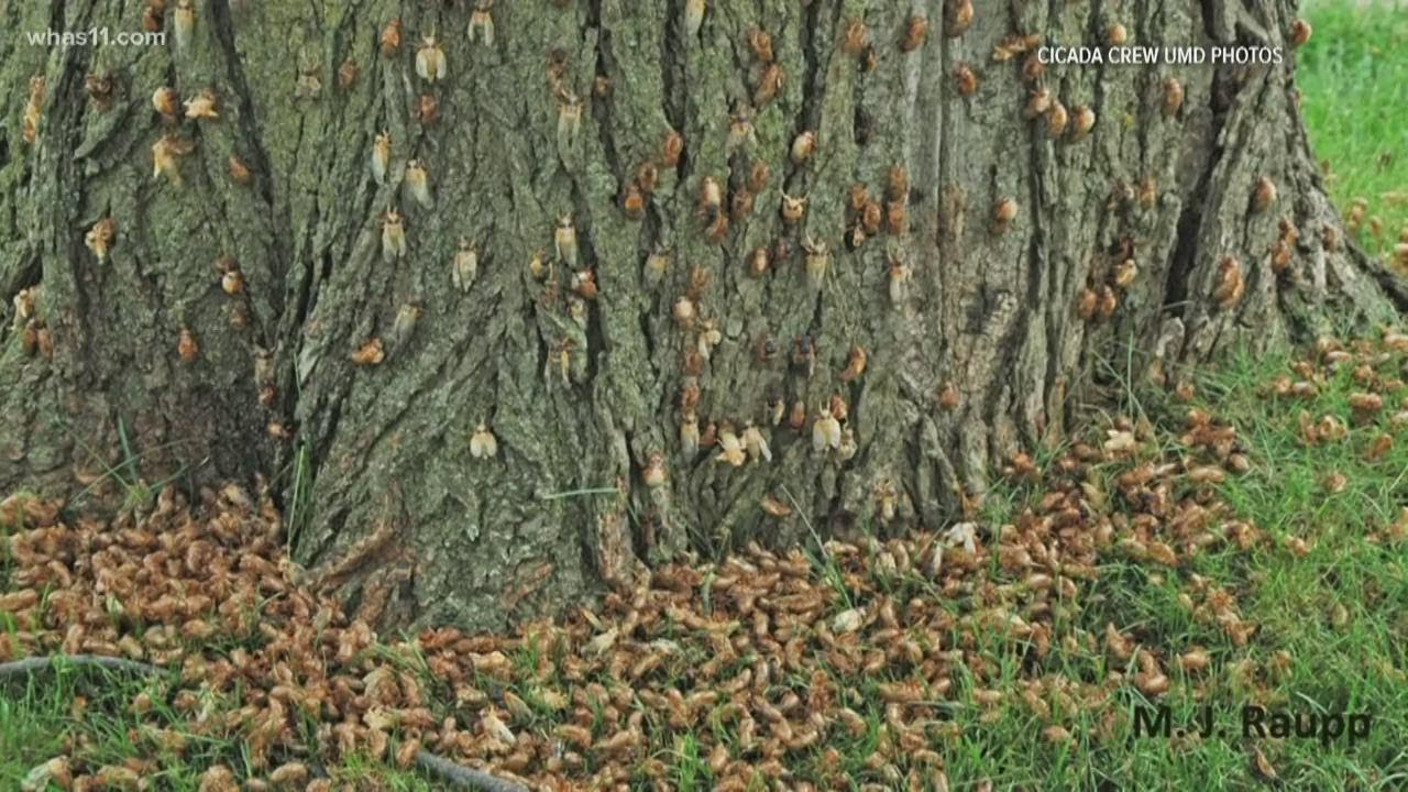 Cicada edibility: Everything you need to know about pets and humans eating cicadas