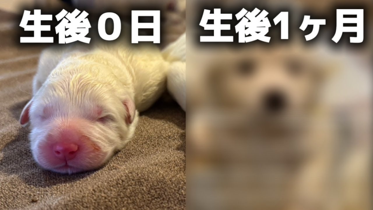 生後1カ月で〇倍！？大型犬の成長スピードが凄すぎましたｗ【サモエド】【グレートピレニーズ】【子犬】