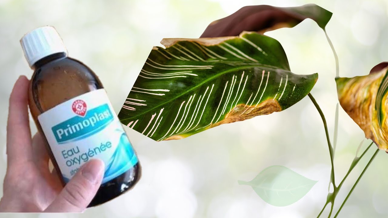 استعمل هذا المحلول الرخيص و لن تذبل نبتتك ابدا بسبب تعفنات الجذور