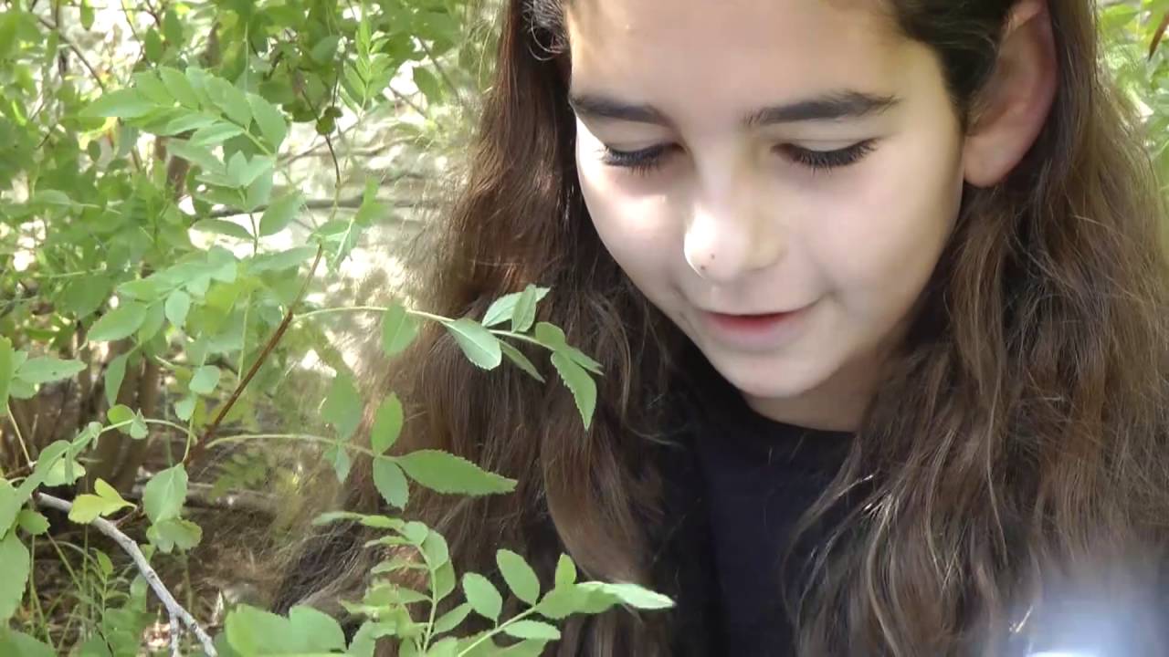 החברות הכי טובות