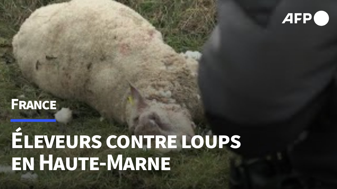 En Haute-Marne, les éleveurs en détresse tentent de se protéger du loup | AFP