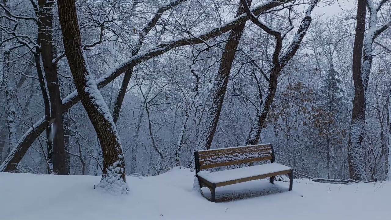 고요한 겨울 숲 Tranquil Scenes 배경음악