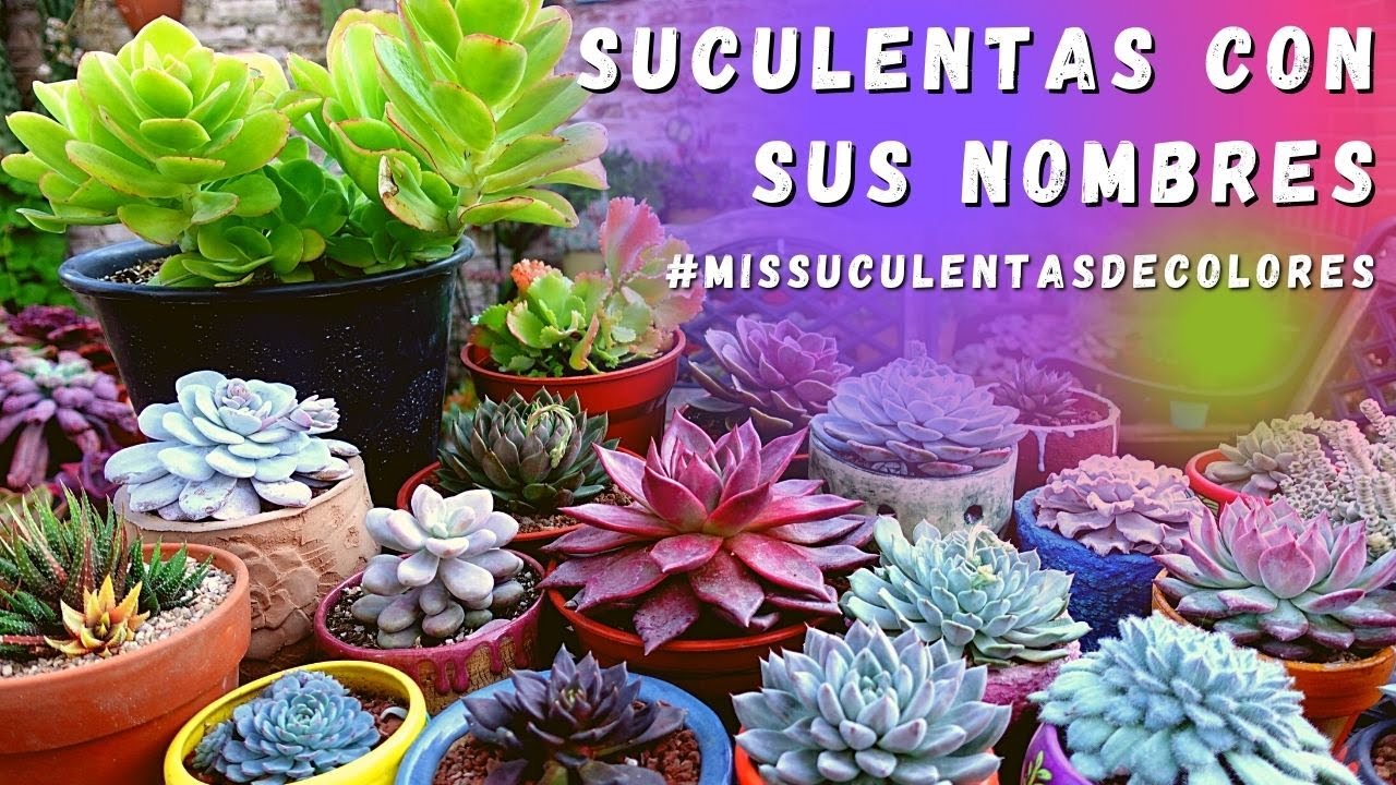 SUCULENTAS de COLORES con sus nombres #MisSuculentasDeColor