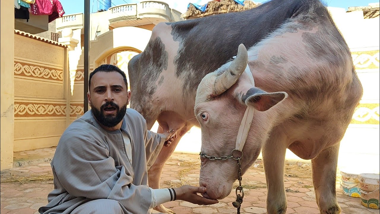 لاول مره في مصر جموس عراقي بيور وبقر والد حلاب عند تاجر الشباب ت/01010188589