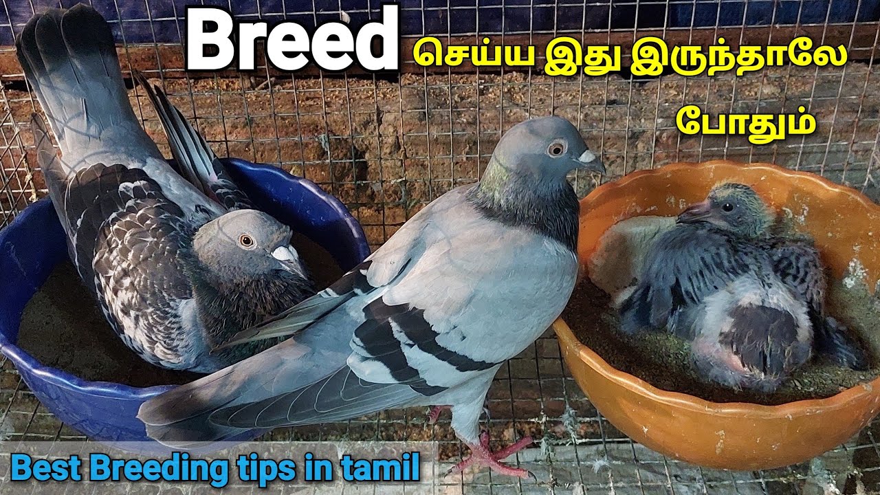 Homer Pigeon Breeding tips | Tamil | @realfeathers.