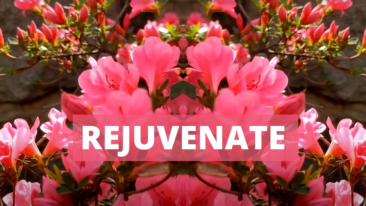 BlauDisS - rejuvenate (Official Music Video)