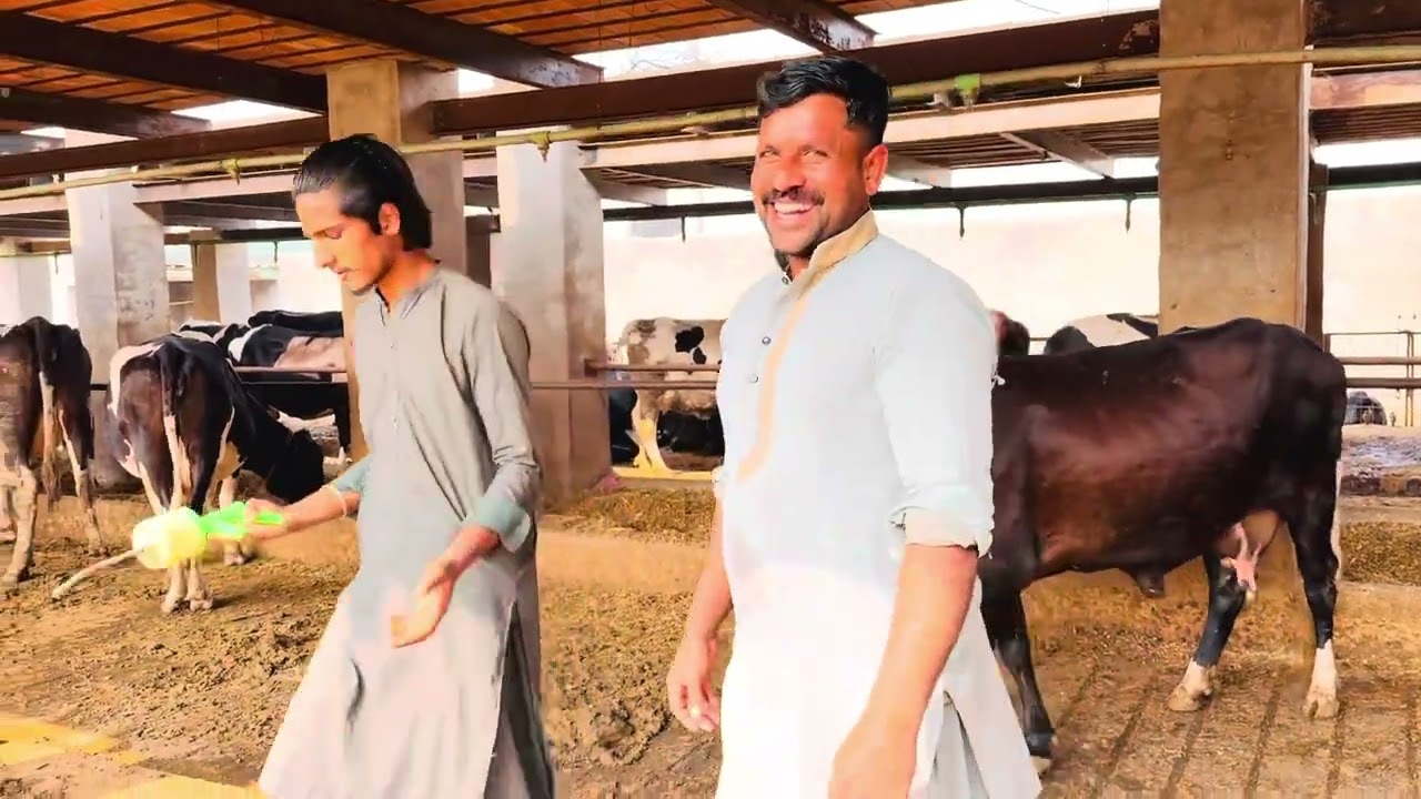 #moazzamtufailjutt #cow #dairyfarm #farm #foryou 