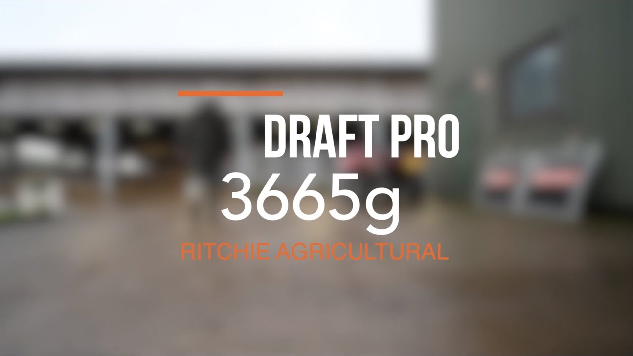 Weighing and Drafting Sheep - Draft Pro 3665G - Ritchie Agricultural