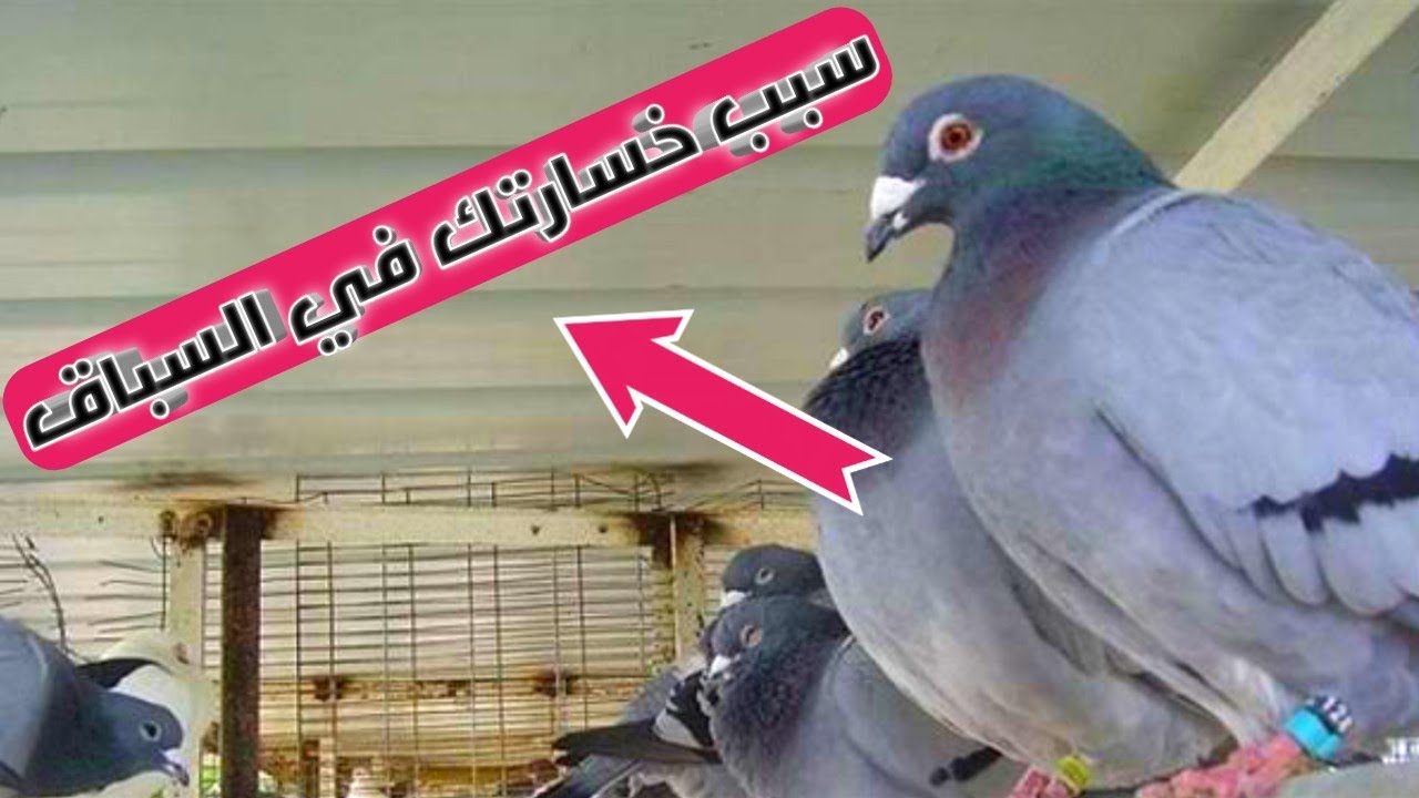 اخطاء معظم الغواي بتخطئ فيها في السباقات (كتر العلاج)