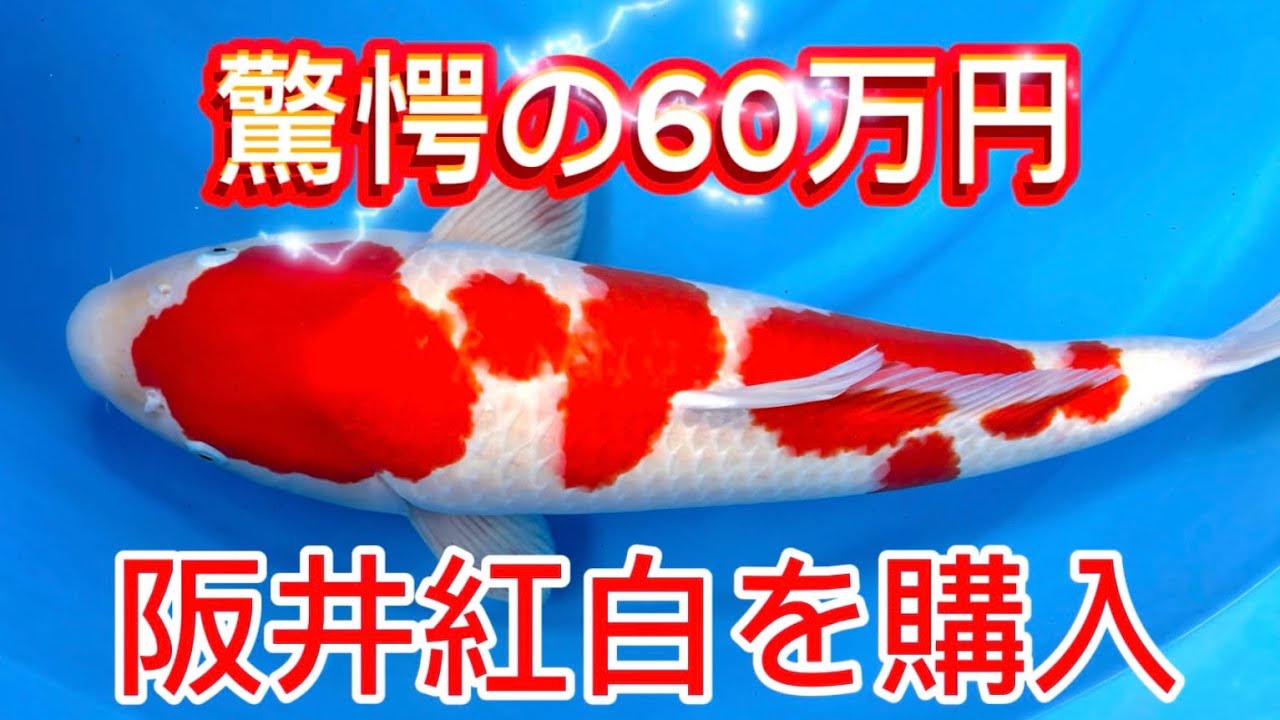 【遼河鯉庵】 自分へのご褒美に超高額なペットを買いました。#koi #nishikikoi  #sakai #kohaku