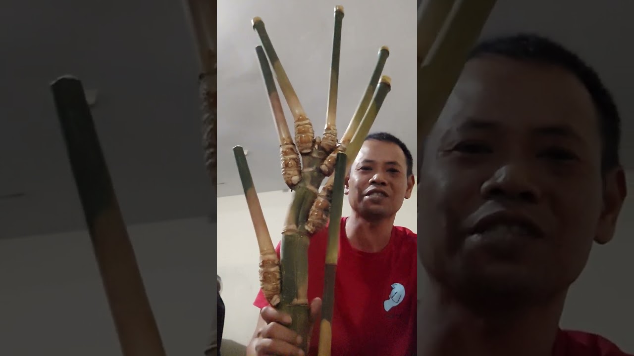 bambu unik songgobuono yg joosss cantik
