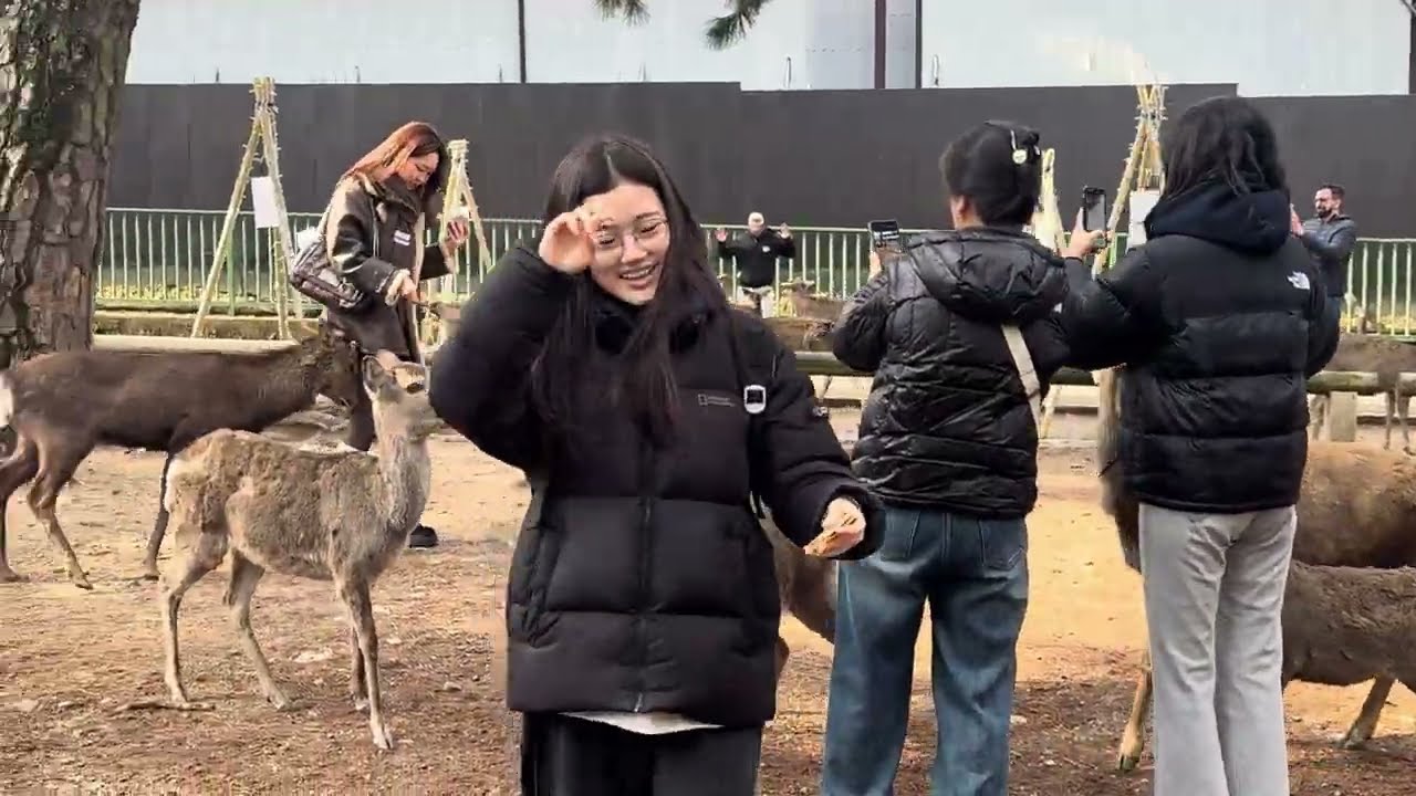 奈良公園で可愛い鹿に心奪われる外国人観光客達❤️🫎