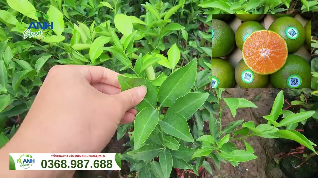 Bán Cây Giống Quýt Đường Siêu Ngọt, Chuẩn F1 - Khỏe Mạnh, Nhanh Ra Trái