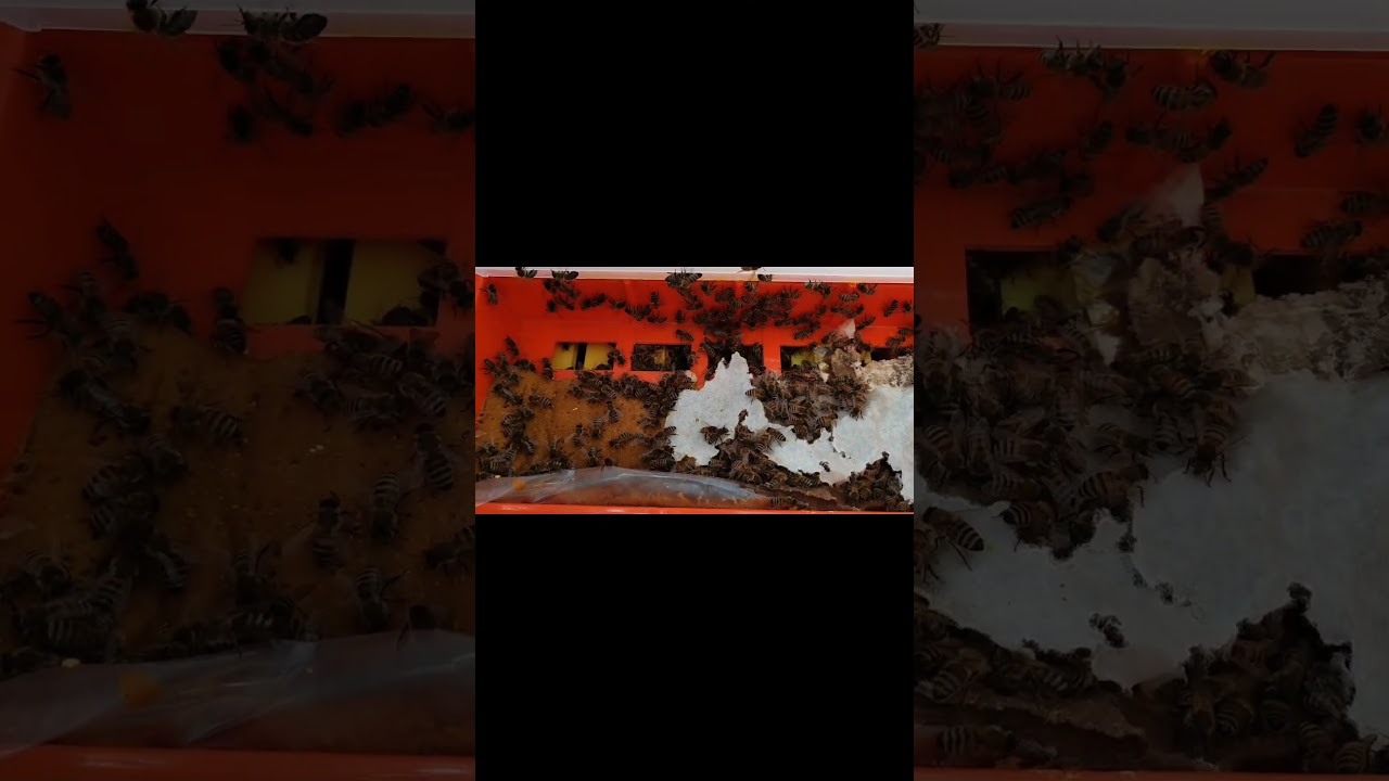 Sneak peak at our bees prepared for winter #bees #hive #winteriscoming
