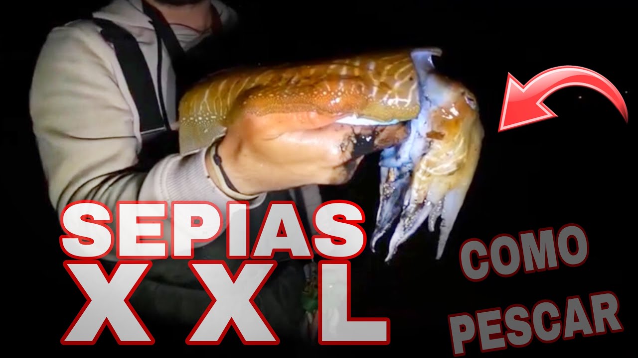 COMO PESCAR más SEPIAS XXL a EGING