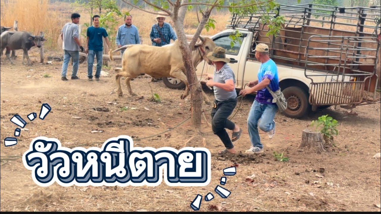 ชมบรรยากาศตลาดนัดโคกระบือฮ้อยจับวัวหนีตาย
