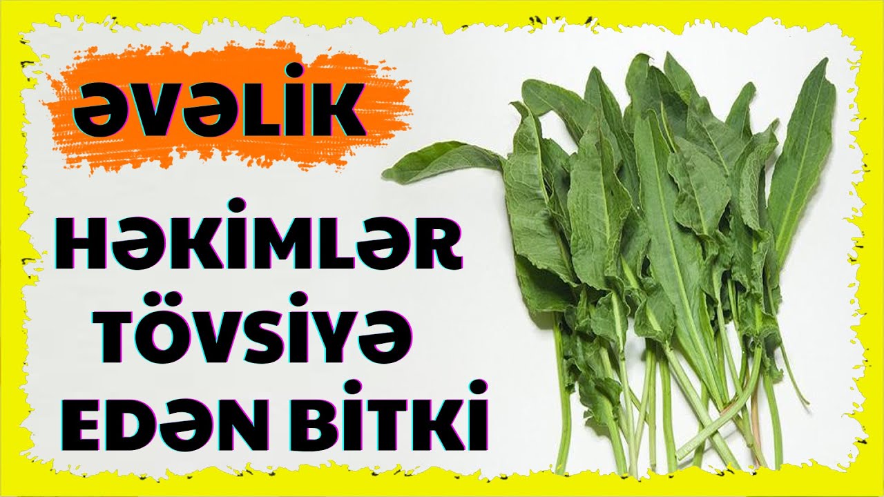 Əvəlik Bitkisinin Faydaları.Qədim Təbabətdən Gələn Müasir Şəfa!