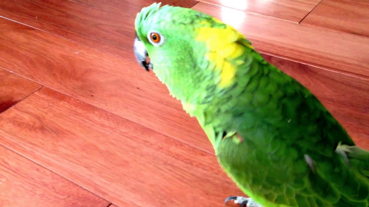 Parrot laughing out loud !!!!!!!