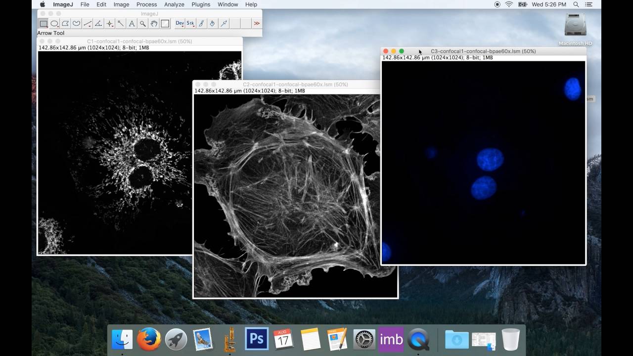 Урок 1: Основы обработки изображений с помощью ImageJ