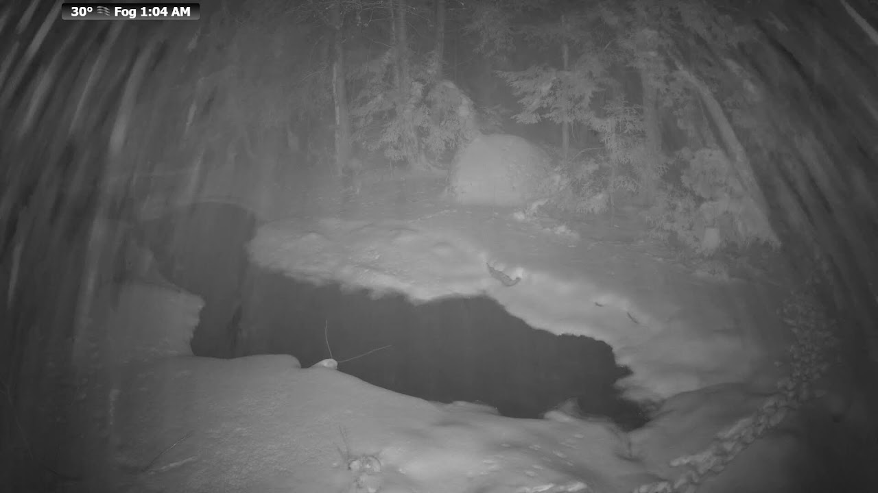 Live wildlife stream from the McCaslin Brook in the Nicolet National Forest