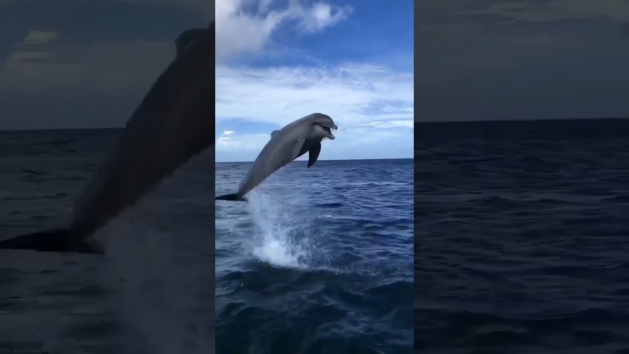 I had a great fun with dolphin in Ocean 