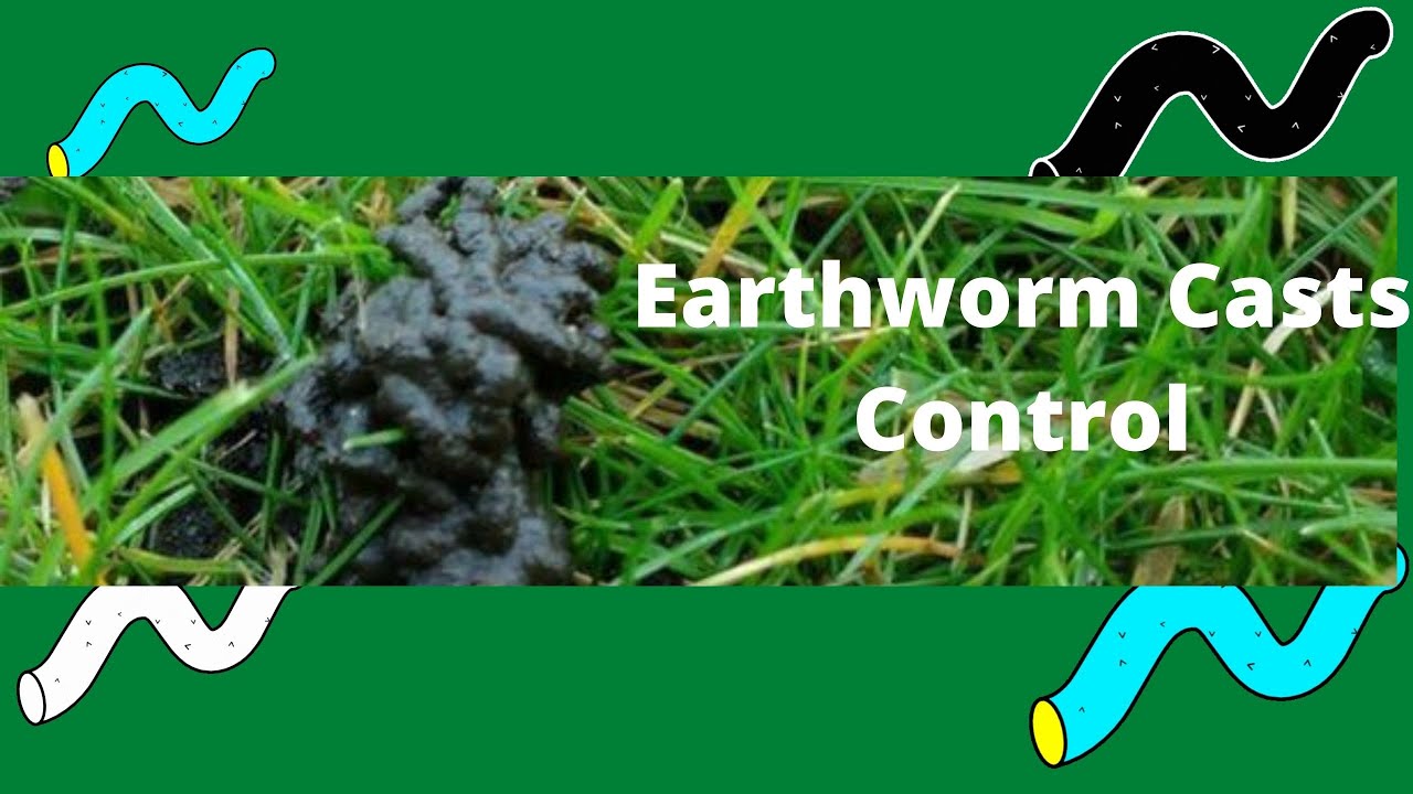 Earthworm Casts Control