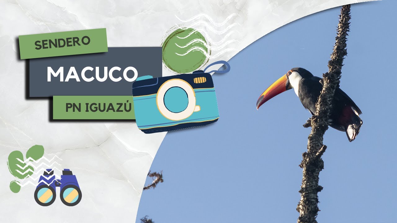 El sendero más largo de las Cataratas del Iguazú – Buscando Fauna en el Parque Nacional Iguazú