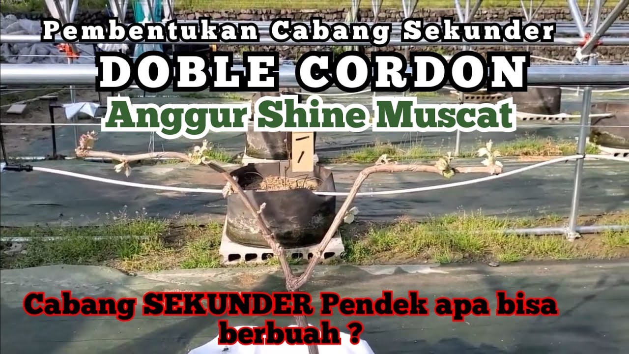 Pembentukan Cabang Sekunder DOUBLE CORDON Anggur Shine Muscat !!