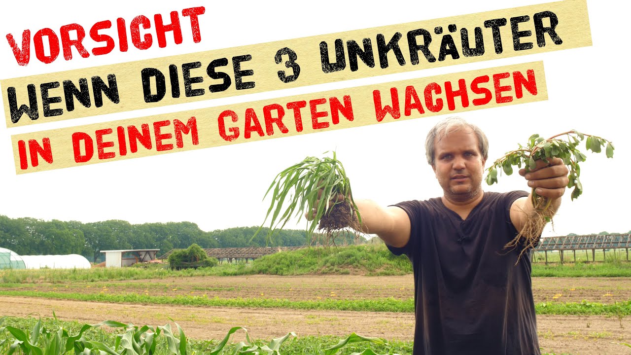 Diese 3 Unkräuter breiten sich invasiv im Gemüsegarten aus und überwuchern deine Nutzpflanzen.