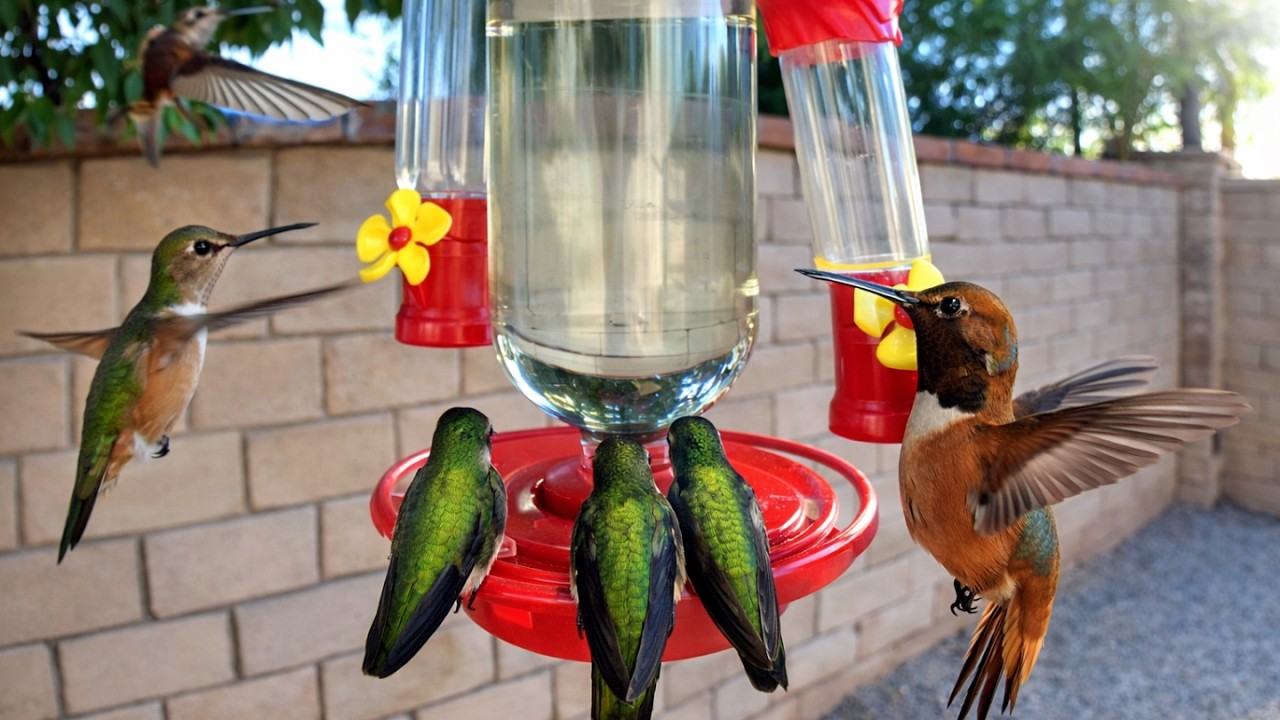AMAZING HUMMINGBIRD FEEDING | Bird Cam 🐦💧🌸
