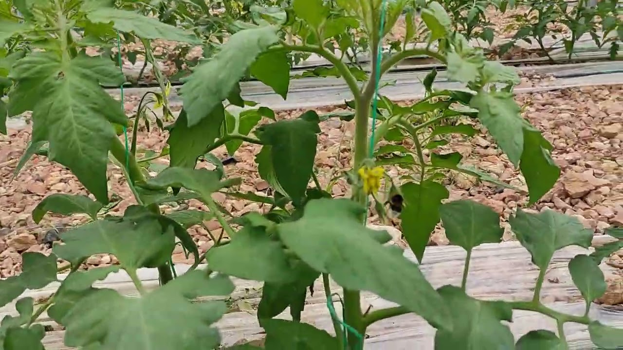 Serada Sinek ve haşere tuzağı Sarı tutak Tuta kelebek tripis için