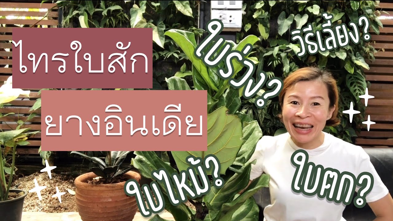 EP.6 I ตอบทุกคำถาม ไทรใบสัก ยางอินเดีย [Q & A on the Fiddle Leaf Fig and the Rubber Plant]