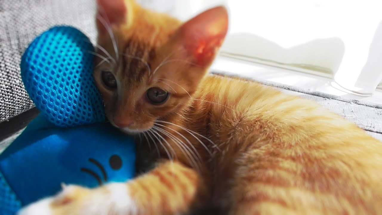 お姉ちゃんにオモチャをとられた可愛い子猫