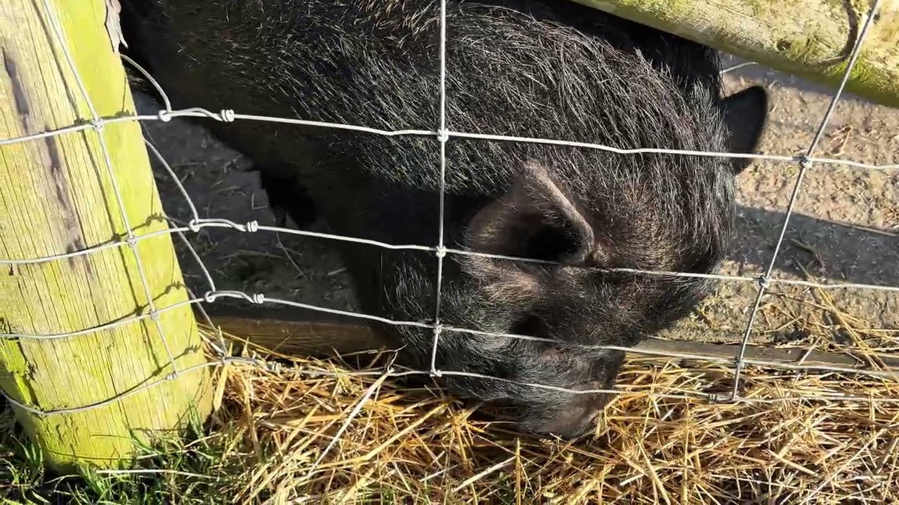 Pig at Hall Farm Park South Kelsey 31/01/2026