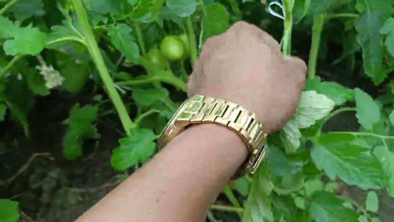 Mga benipisyo na makukuha sa Pag tanggal ng mga matatandang dahon sa kamates 🍅 Alamin natin 🥰