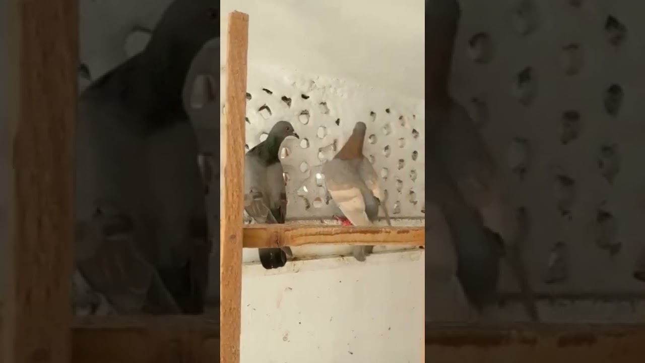 gola pigeon fight  pigeon ravi Birds information